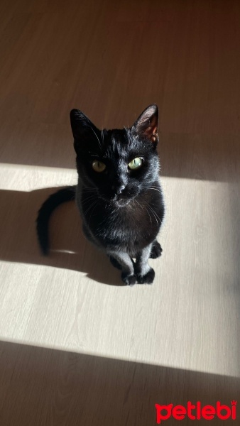 Tekir Kedi, Kedi  Gece fotoğrafı