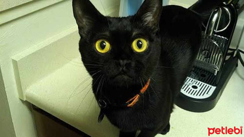 Bombay, Kedi  amy || amethyst fotoğrafı