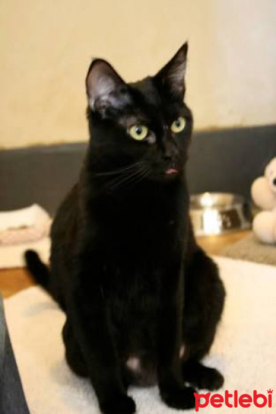 Bombay, Kedi  amy || amethyst fotoğrafı
