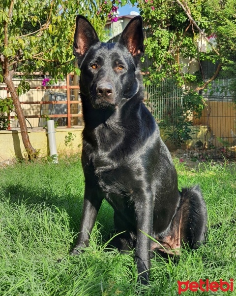 Alman Çoban Köpeği, Köpek  Blacky fotoğrafı
