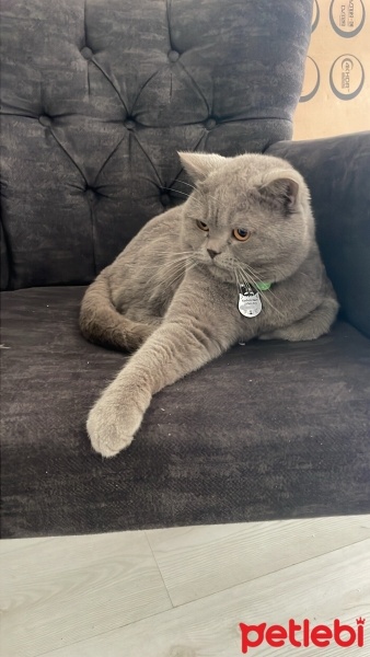 British Longhair, Kedi  Duman fotoğrafı