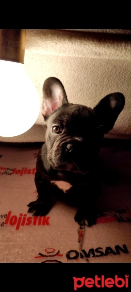 Fransız Bulldog, Köpek  Turşu fotoğrafı