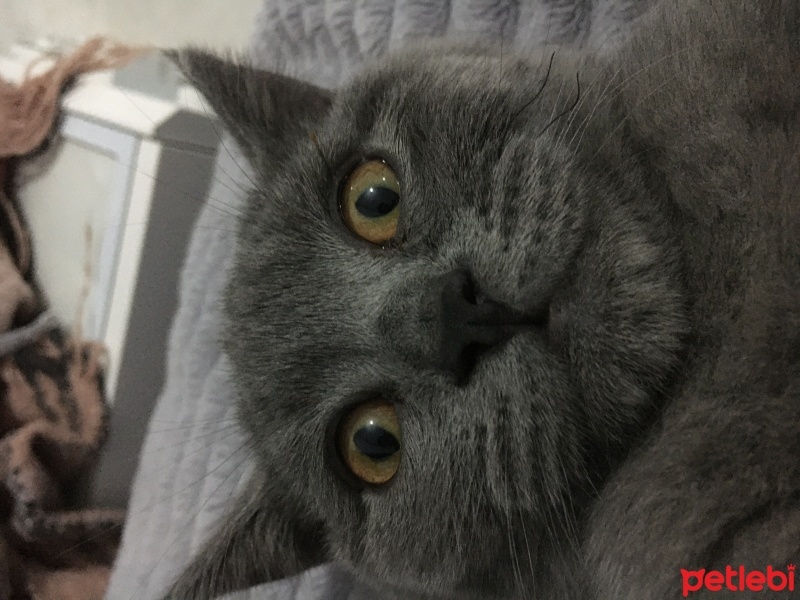 British Shorthair, Kedi  Duman fotoğrafı
