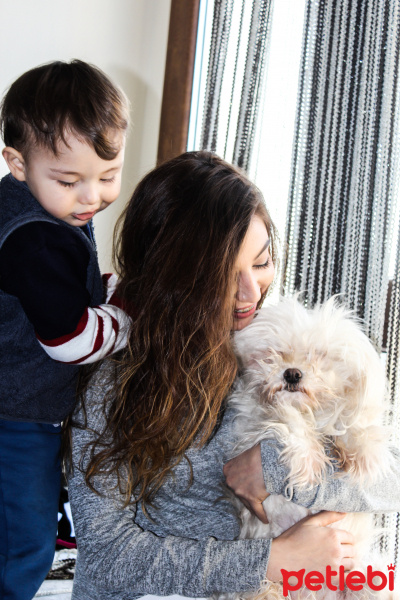 Maltese, Köpek  nicky fotoğrafı