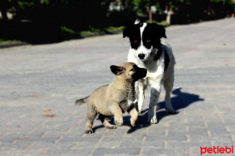 Maltese, Köpek  nicky fotoğrafı