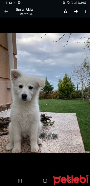 Samoyed, Köpek  Lily fotoğrafı