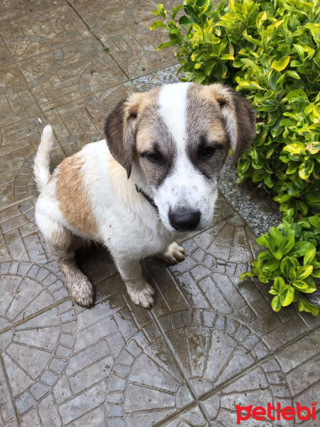 Sokö (Sokak Köpeği), Köpek  Maya fotoğrafı