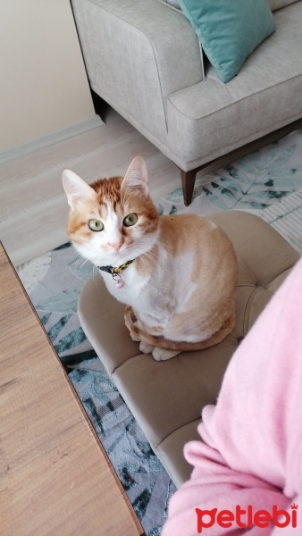Sarman, Kedi  Şüküfe fotoğrafı