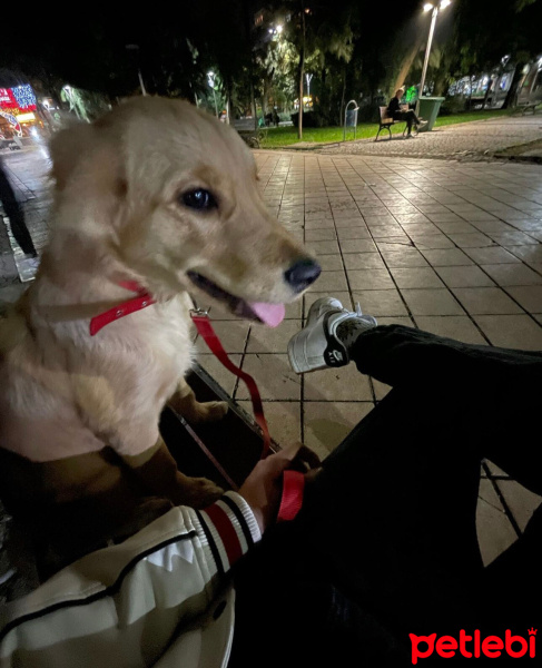Golden Retriever, Köpek  Mabel fotoğrafı