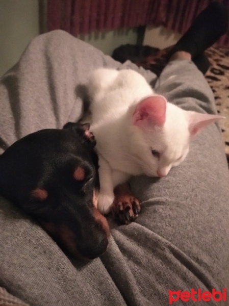 Ankara Kedisi, Kedi  Pamuk fotoğrafı