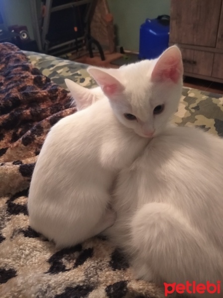 Ankara Kedisi, Kedi  Pamuk fotoğrafı