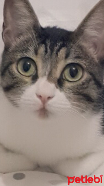 Tekir Kedi, Kedi  Minnoş fotoğrafı
