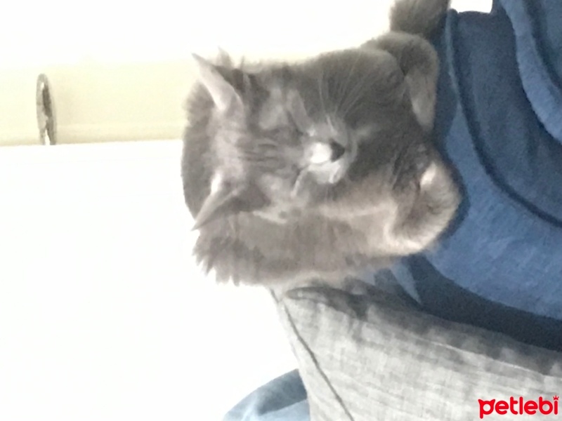 Mavi Rus, Kedi  DUMAN fotoğrafı