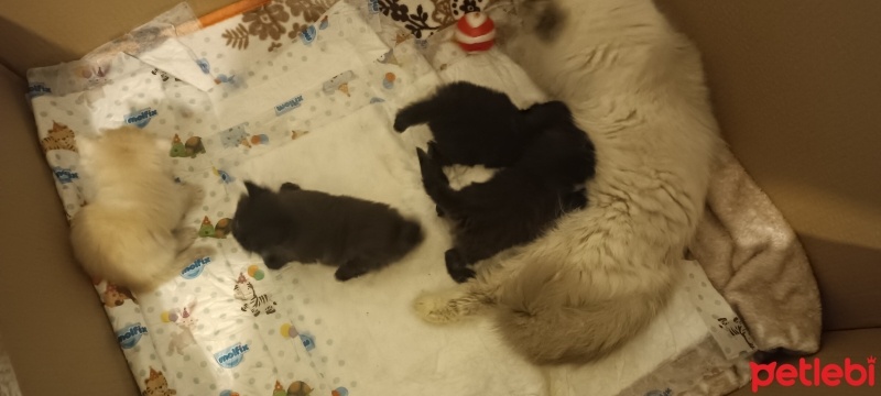 İran Kedisi (Persian), Kedi  Çikolata Ve Karamel fotoğrafı