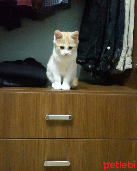 Tekir Kedi, Kedi  Kuru fotoğrafı