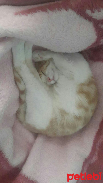 Tekir Kedi, Kedi  Kuru fotoğrafı