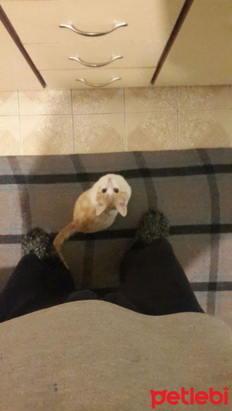 Tekir Kedi, Kedi  Kuru fotoğrafı