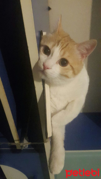 Tekir Kedi, Kedi  Kuru fotoğrafı