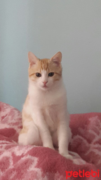 Tekir Kedi, Kedi  Kuru fotoğrafı