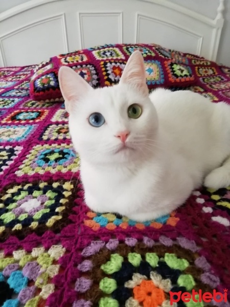Van Kedisi, Kedi  Mia fotoğrafı