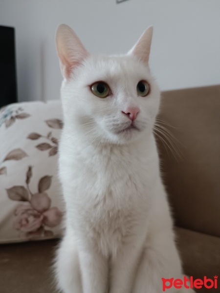 Van Kedisi, Kedi  Mia fotoğrafı