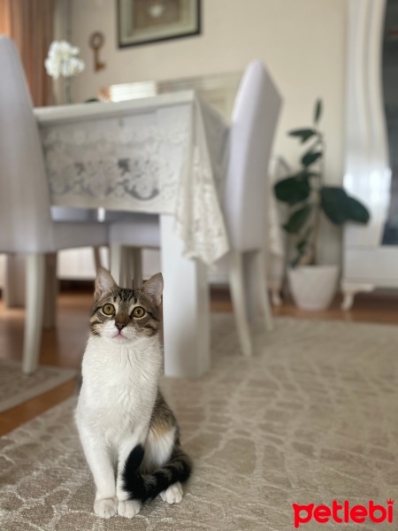 Tekir Kedi, Kedi  Sütlaç fotoğrafı