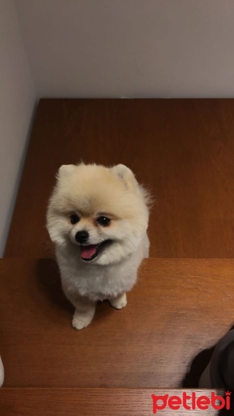 Pomeranyalı, Köpek  Bobo fotoğrafı