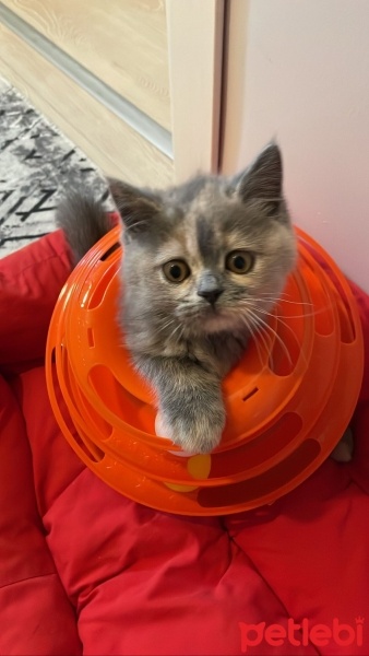British Shorthair, Kedi  çakıl fotoğrafı