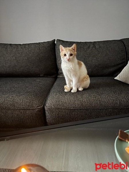 Sarman, Kedi  Tarçın fotoğrafı