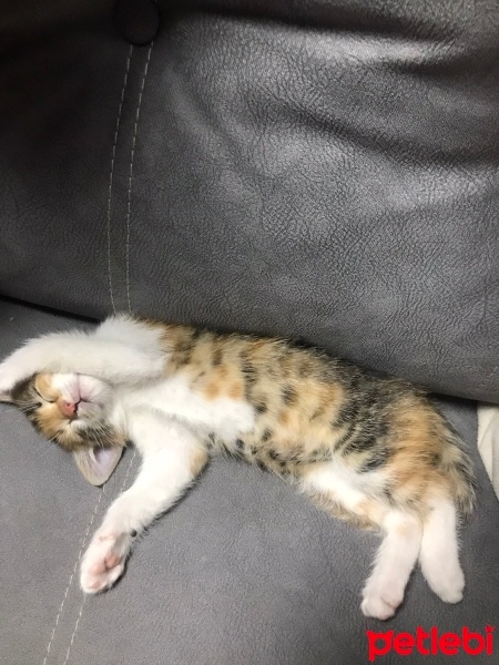 Tekir Kedi, Kedi  Balım fotoğrafı