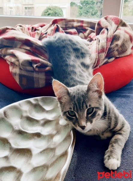 Tekir Kedi, Kedi  Şanslı fotoğrafı