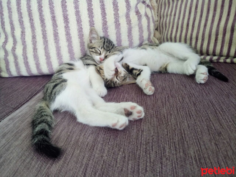 Tekir Kedi, Kedi  Kedi fotoğrafı