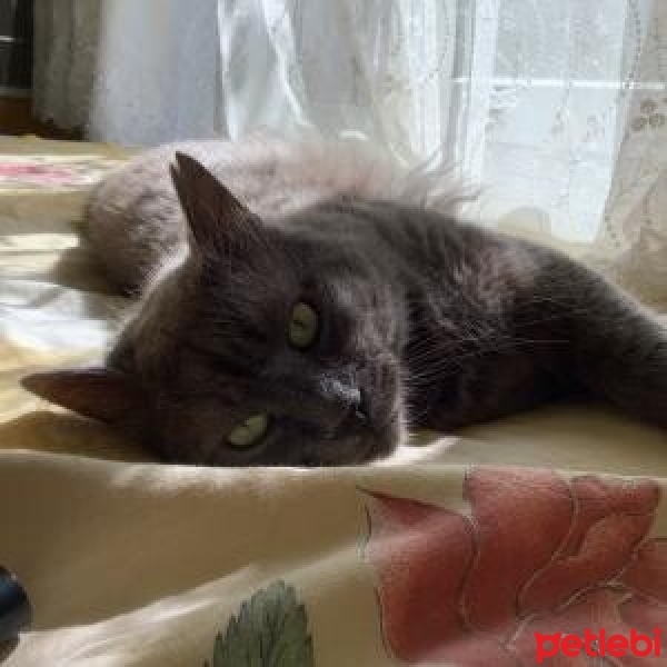 Chartreux, Kedi  Porsuk fotoğrafı