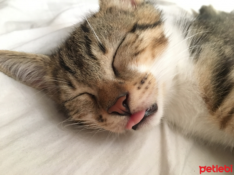 Tekir Kedi, Kedi  Tiger fotoğrafı