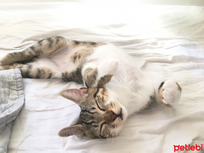 Tekir Kedi, Kedi  Tiger fotoğrafı