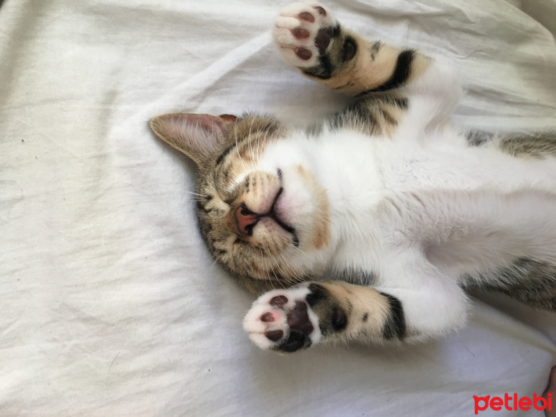 Tekir Kedi, Kedi  Tiger fotoğrafı