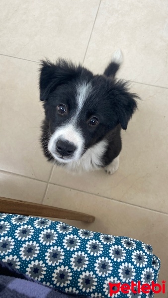 Border Collie, Köpek  Tokyo fotoğrafı