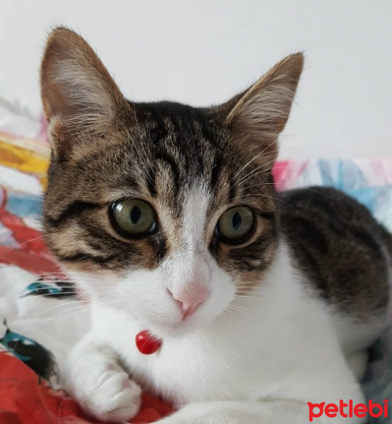 Tekir Kedi, Kedi  Cingöz fotoğrafı