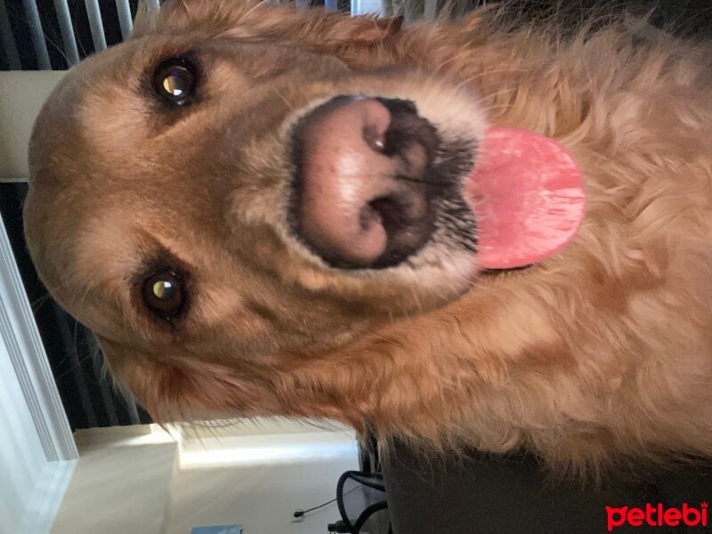 Golden Retriever, Köpek  Dobby fotoğrafı