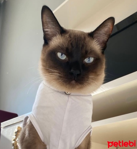 Siyam Kedisi, Kedi  Adolf fotoğrafı