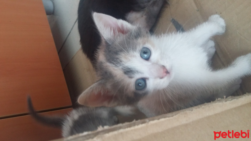 Tekir Kedi, Kedi  şanslı fotoğrafı