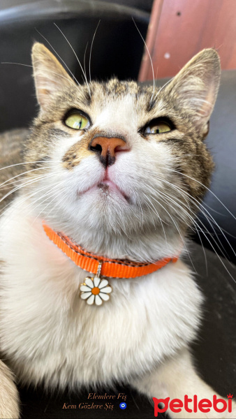 Tekir Kedi, Kedi  Masum fotoğrafı