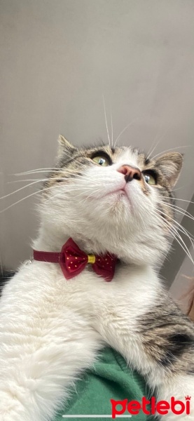 Tekir Kedi, Kedi  Masum fotoğrafı