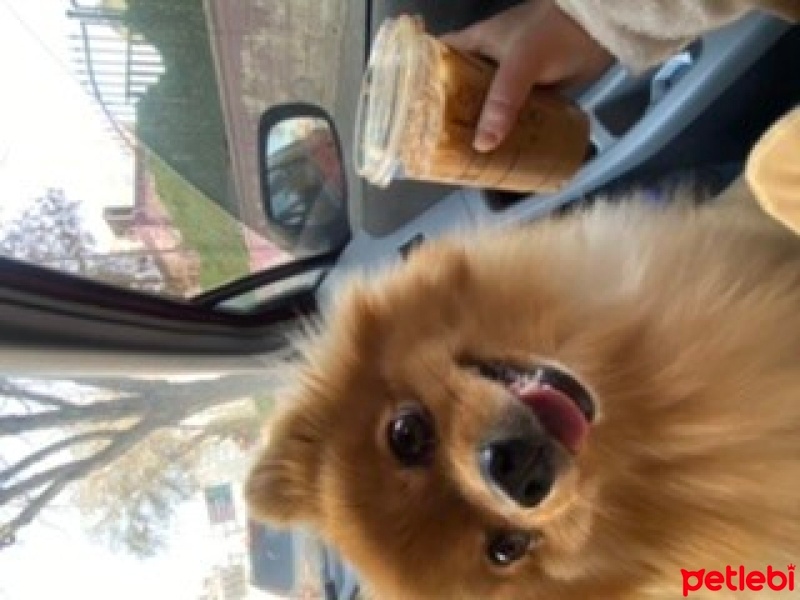 Pomeranyalı, Köpek  Puki fotoğrafı
