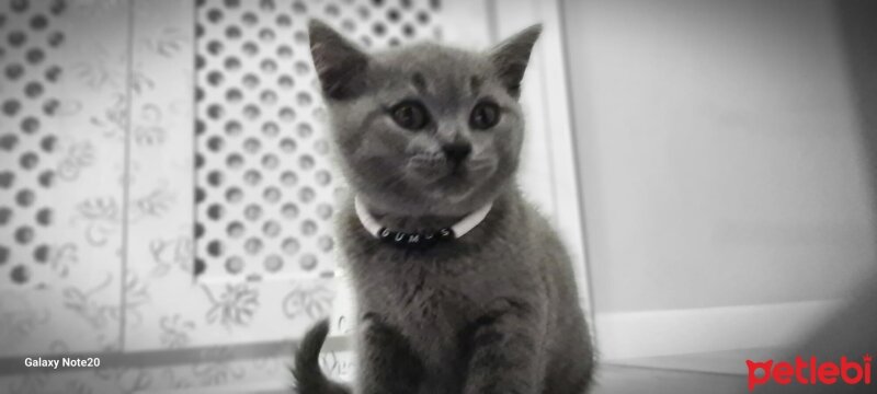 British Shorthair, Kedi  Gümüş fotoğrafı