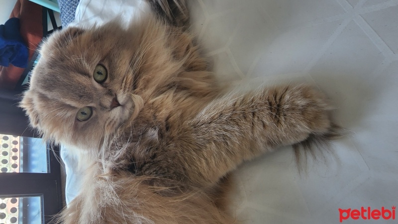 Scottish Fold, Kedi  Saçha fotoğrafı