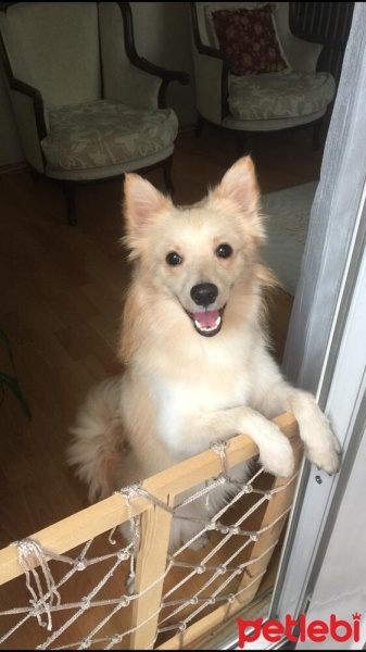 Pomeranyalı, Köpek  Buddy fotoğrafı