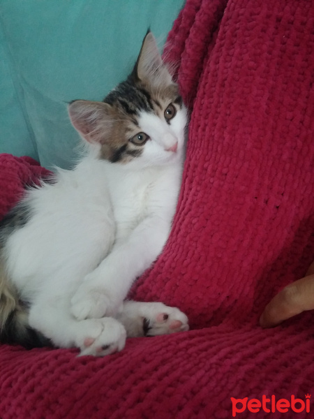 Norwegian Forest, Kedi  odin fotoğrafı