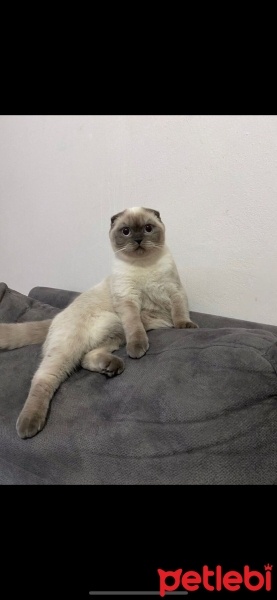 Scottish Fold, Kedi  İncir fotoğrafı