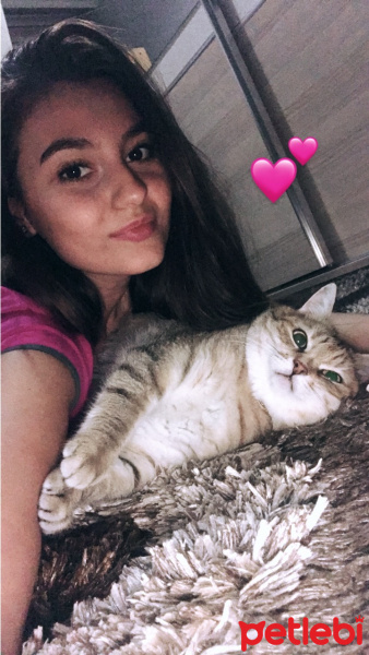 Tekir Kedi, Kedi  Garip fotoğrafı